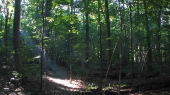 La foresta che respira