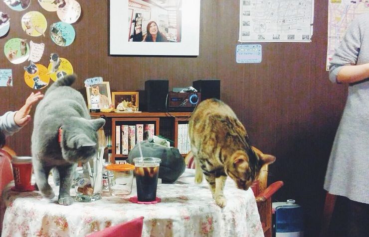 Neko caffè con i gatti