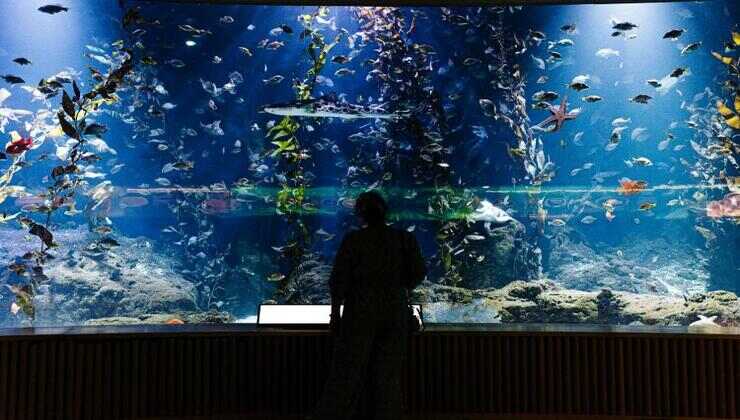 visita all'acquario