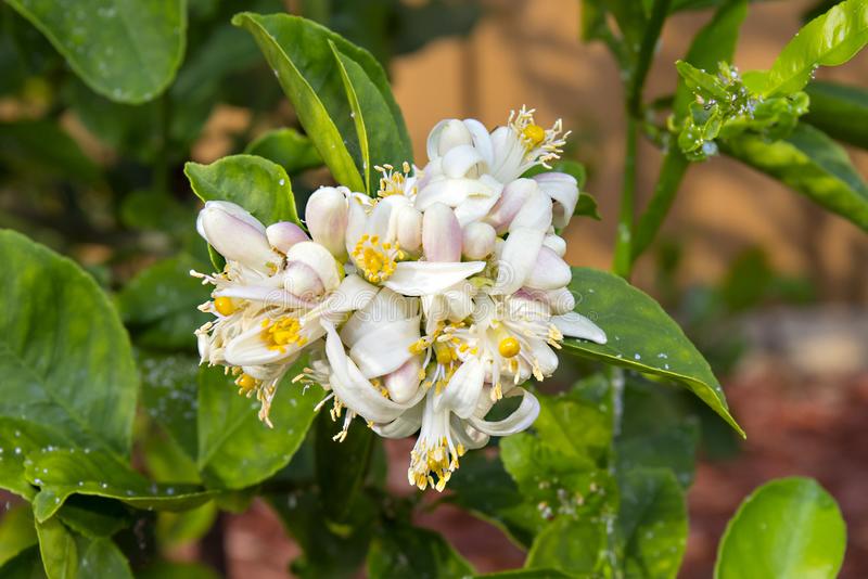 Fiori di verbena al limone 