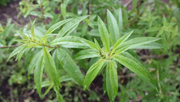 Verbena aL Limone 