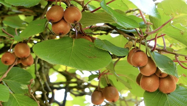 Alberi di kiwi 