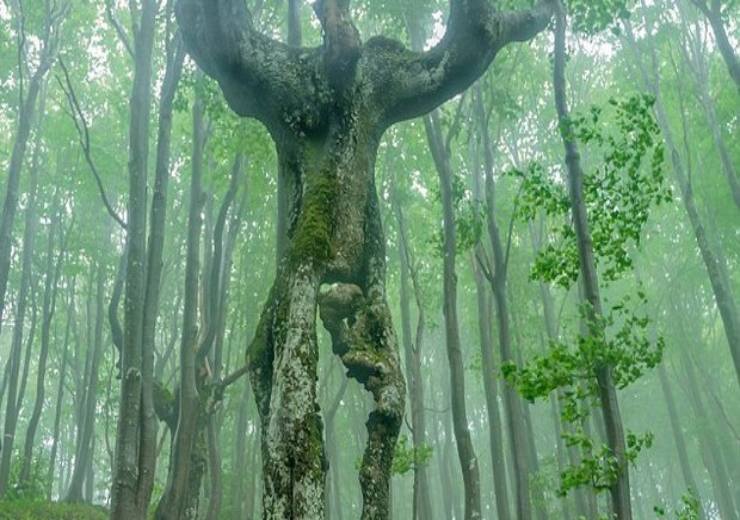 albero a forma di uomo