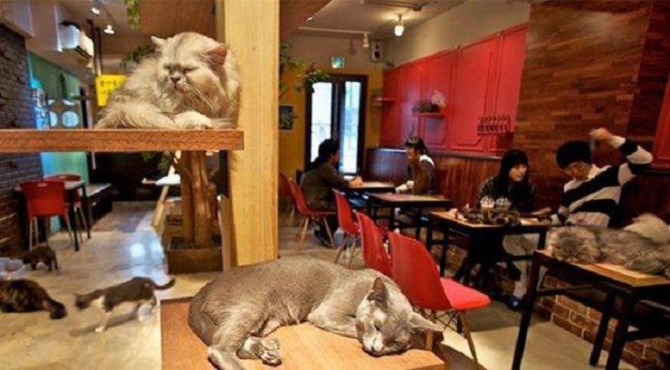 amare i gatti ristorante