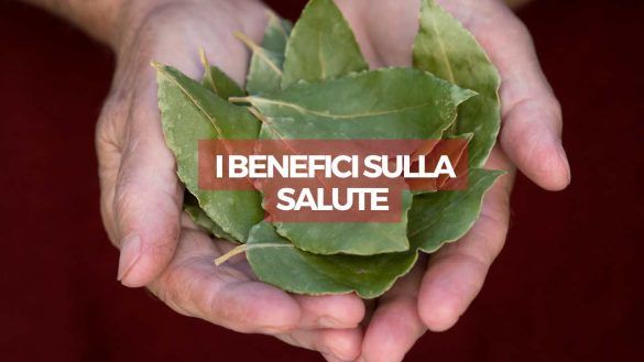 benefici alloro