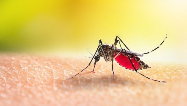 Precauzioni contro le zanzare