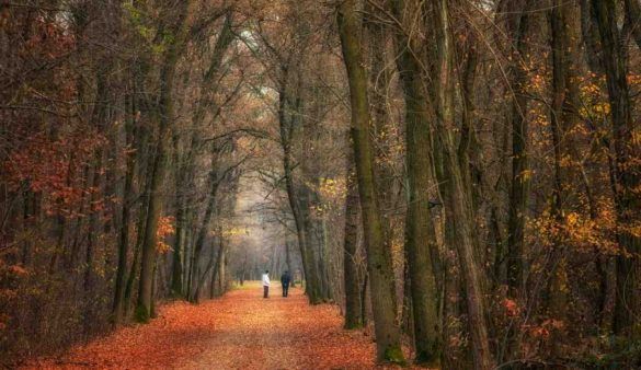 Foreste, quali sono le 10 più belle in Europa