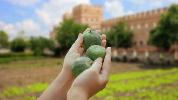 frutta città