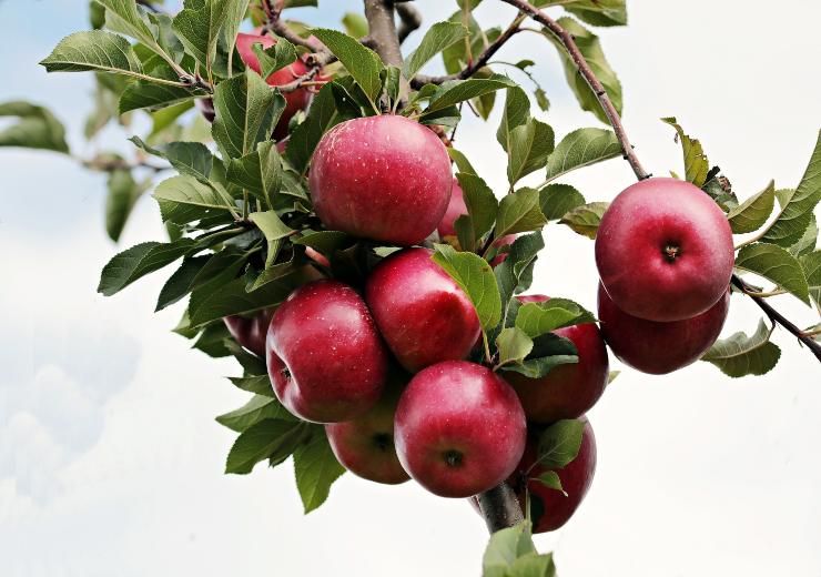 frutta coltivata in città