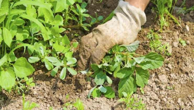 Diserbante a 90 centesimi: questi 3 ingredienti tolgono tutte le erbacce  dal tuo orto