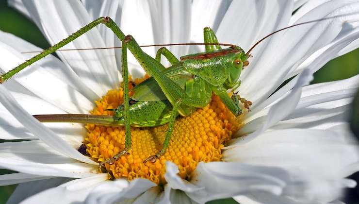 Invasione di cavallette 