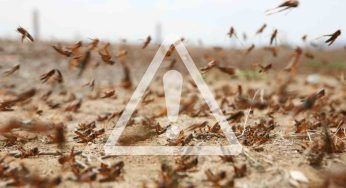 Allerta invasione di cavallette in Italia, ecco dove: a rischio questa regione