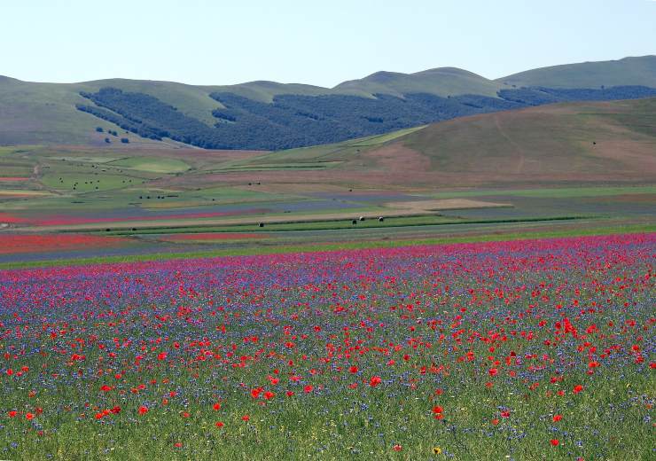 mare di fiori italia