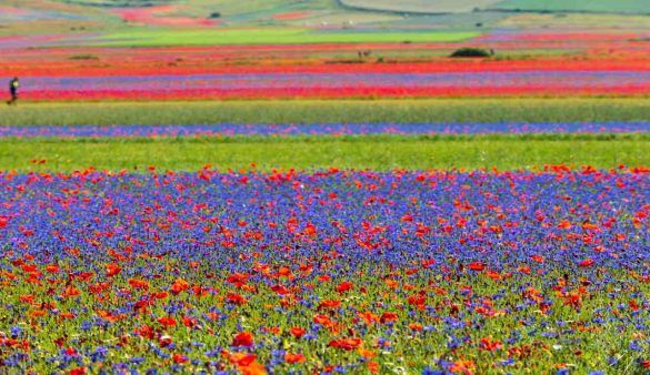 mare di fiori umbria