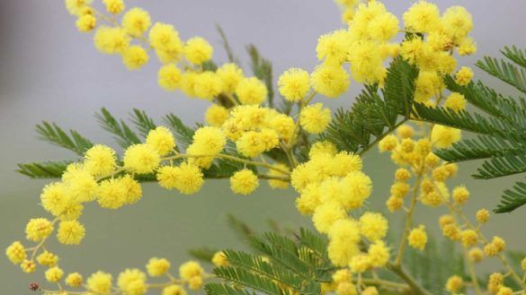 Mimose francia, dove ammirare le migliori