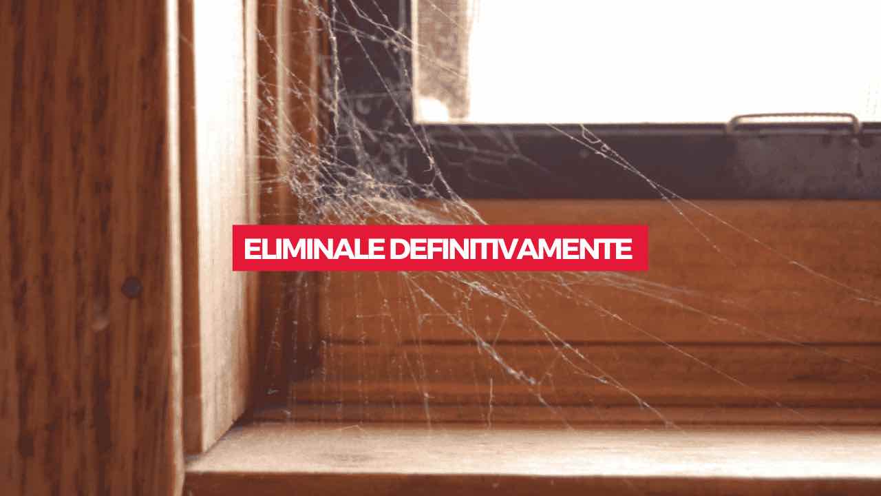 Ragnatele dentro casa: svelato il metodo segreto per eliminarle  definitivamente