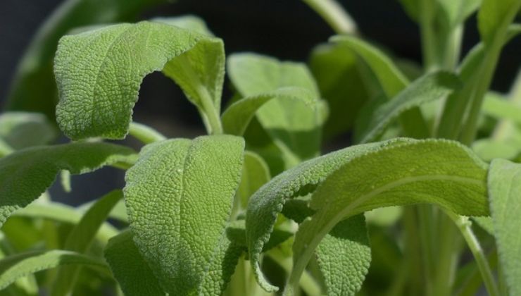 Salvia una pianta aromatica