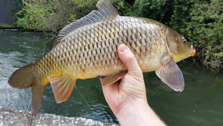 scoperta in acqua pesce