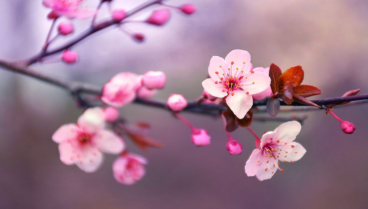 trenino rosa fiori di ciliegio
