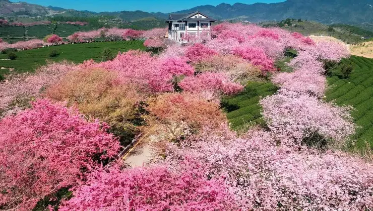 trenino rosa fiori