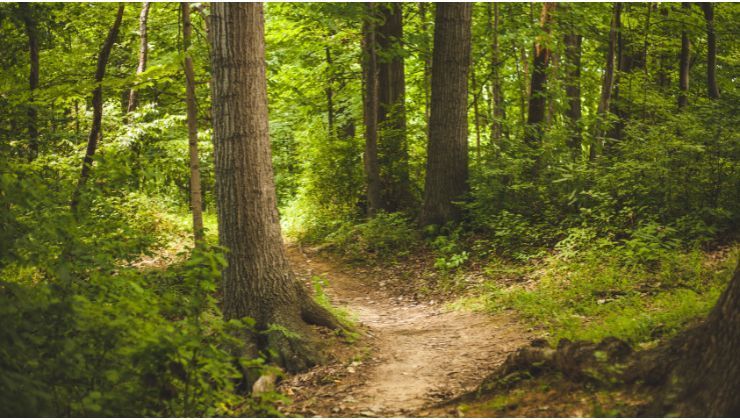 21 marzo giornata internazionale delle foreste