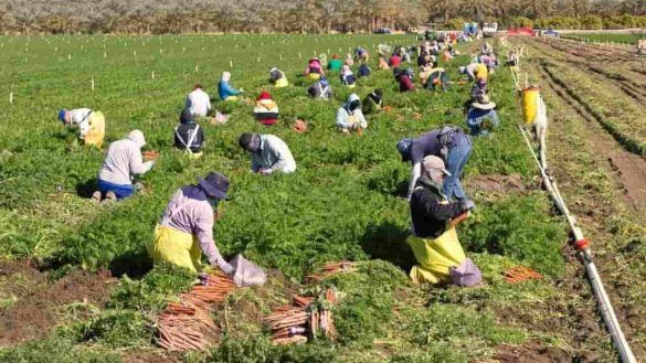 Agricoltori americani metodo