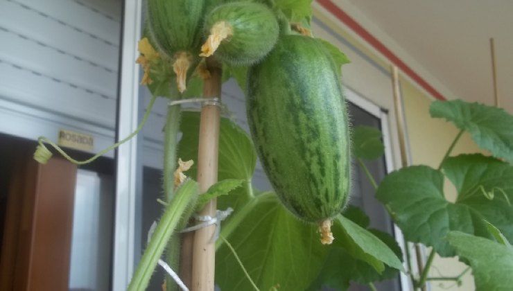 Come coltivare il melone sul balcone 