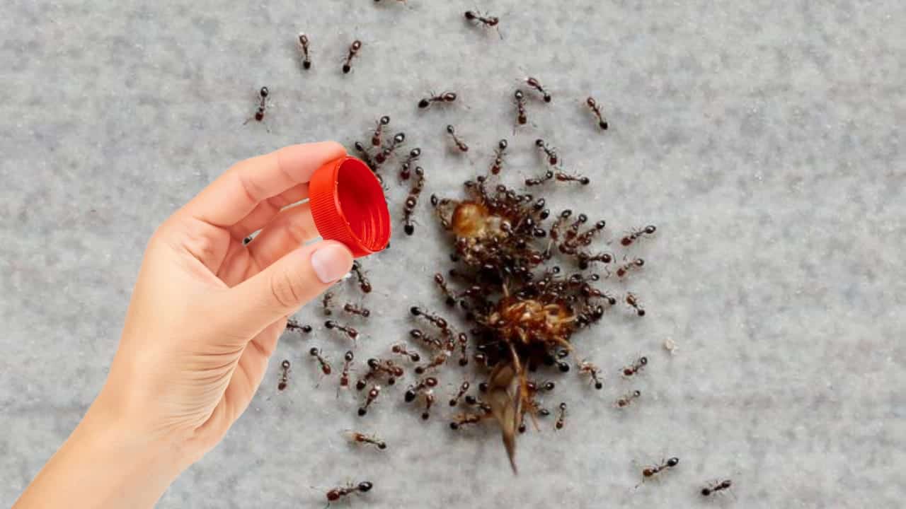 Le formiche scapperanno via da casa in pochi secondi con il metodo