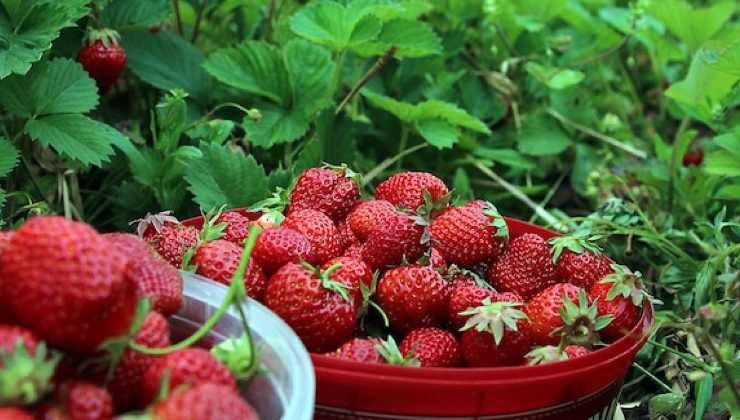 Fragole Bio prive di pesticidi