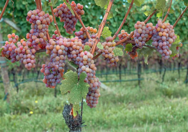 Gewürztraminer vino