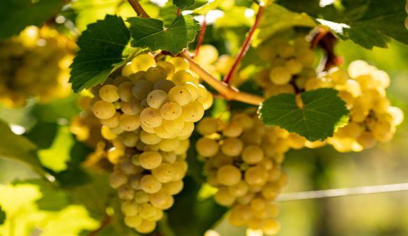 Gewürztraminer