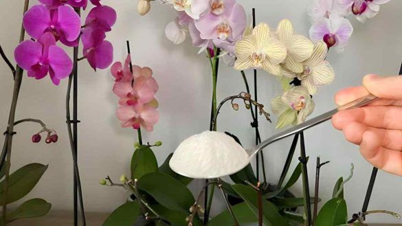 Orchidee bellissime
