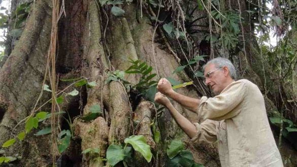 Oro che cresce sugli alberi