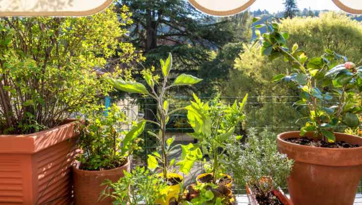 Orto in balcone