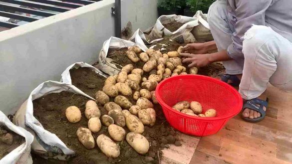 Patate in balcone