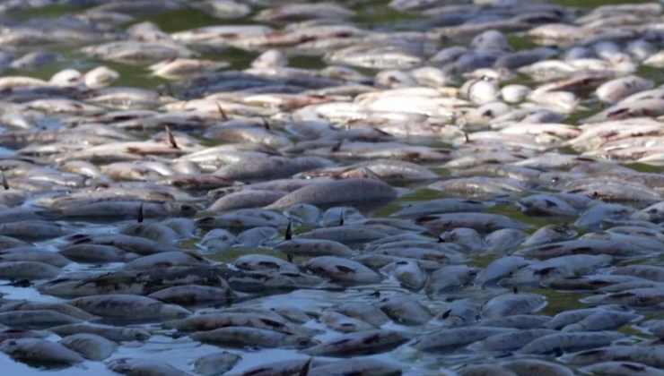 Pesci morti australia
