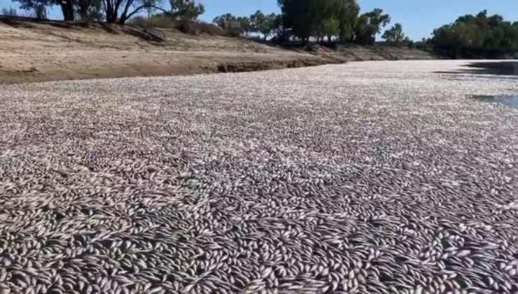 Pesci senza vita in Australia