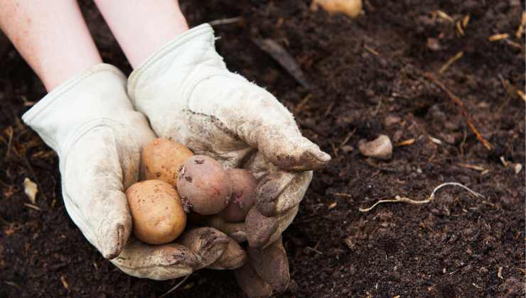 Piantare le patate