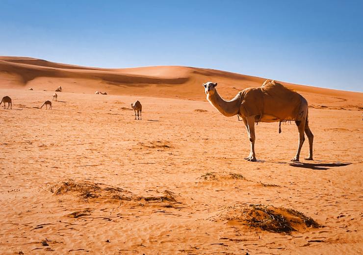 Rub'al Khali