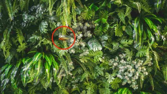 Scoperta una nuova specie