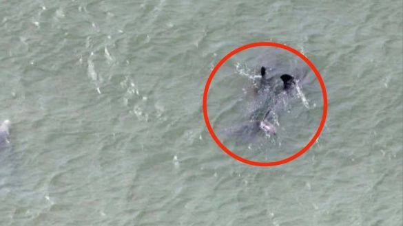Specie rara in mare