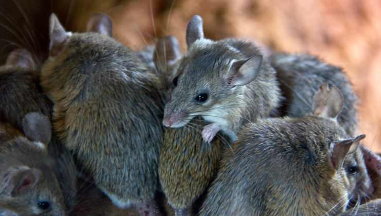 Topi infestazione