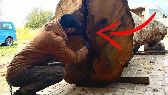 Uomo taglia la sequoia