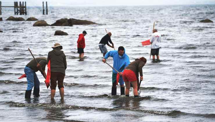 Pescare le vongole