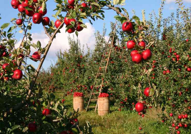 alberi di mele