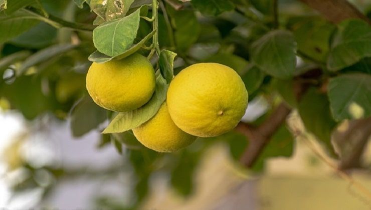 I limoni e le loro foglie