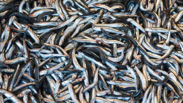 Anchovies, among the cheapest fish 