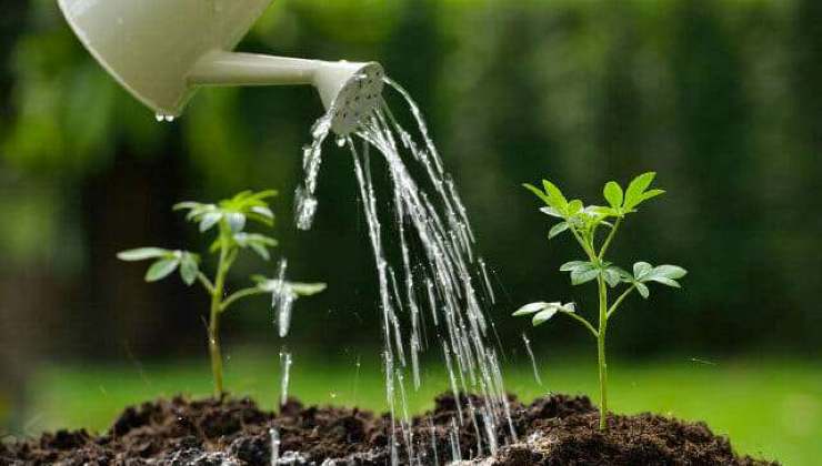 Annaffia le piante con l'acqua di cottura delle patate