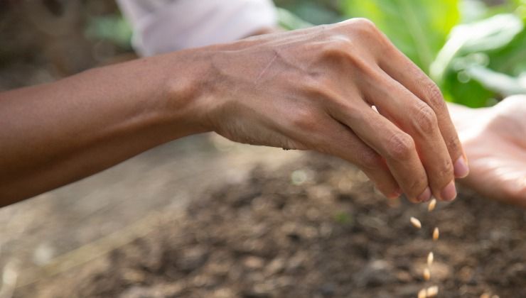 aspirina en las plantas