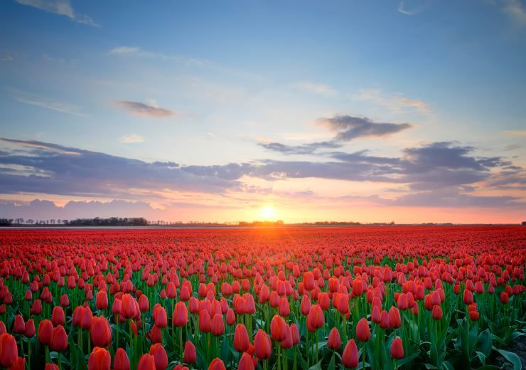 campi di tulipani in italia